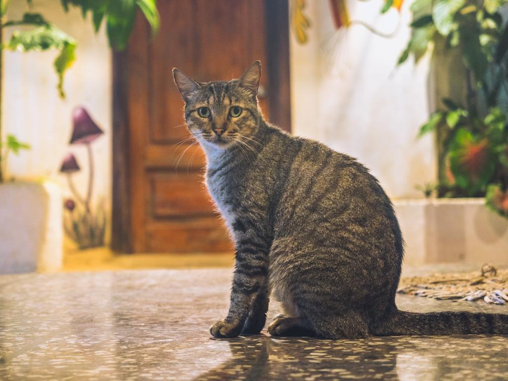 Pura Vida Hostel Тамариндо Экстерьер фото